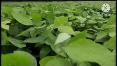 नलखेड़ा: नलखेड़ा तहसील क्षेत्र में अब तक हुई 685 एमएम वर्षा, सोयाबीन की फसल को मिला नया जीवन