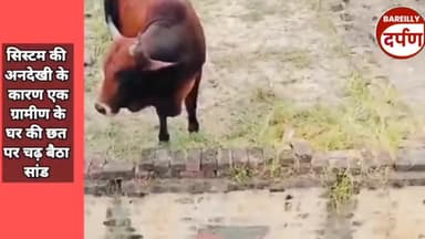 bareilliy घर की छत पर चढ़ा सांड हर कोई देख कर रह गया हैरान।#bareillynews #saand #nagarnigammunger