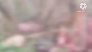 मिलक: मिलक थाना क्षेत्र कपनेरी के जंगलो के निकट मिले प्रतिबंधित पशुओं के अवशेष मचा हड़कंप