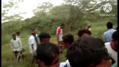 समुद्रपूर: धामणगाव आणि गिरड शिवारात पट्टेदार वाघांचा धुमाकूळ, पट्टेदार वाघांच्या हल्ल्यात २ बैल ठार