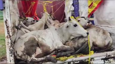 कटंगी: मूक मवेशियों का क्रूरता पूर्वक परिवहन करते मानेगांव के पास से पिकअप वाहन को किया गया जब्त, आरोपी फरार