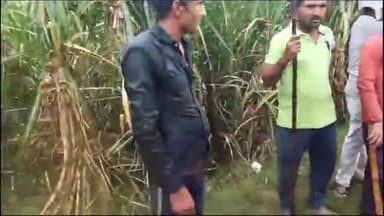 हसनपुर: अल्लीपुर खादर के जंगल में गन्ने के खेत अन्दर बारासिंघा को दबोचे हुए दंपति को दिखाई दिया तेंदुआ, ग्रामीण में दहशत