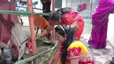 रतलाम नगर: बच बारस पर्वको लेकर रतलाम की गोपाल गौशाला में सुबह से शाम तक हजारों महिलाओं ने धार्मिक आयोजनमें लिया भाग की पूजा अर्चना