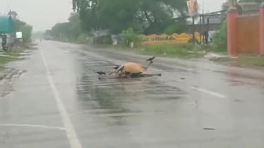 इकौना: N.H 730इकौना बाईपास पर अज्ञात वाहन की टककर से गोवंश की हुईं मौत