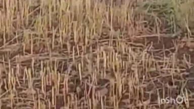 सुठालिया: ग्राम बोरदा में खेत में बकरी चराने की बात को लेकर फरियादया महिला के साथ की मारपीट की जान से मारने की धमकी।