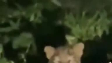 मोरनी: आईटीआई बिटना रोड पिंजोर में देखा गया रात के समय तेंदुआ , सोशल मीडिया पर वीडियो हुआ वायरल