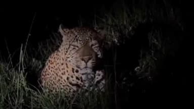 हसनपुर: अल्लीपुर खादर के जंगल में देर रात किसान को दिखाई दिया तेंदुआ, वीडियो बनाकर सोशल मीडिया पर किया गया वायरल