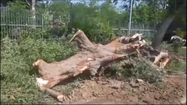 अजमेर: सुभाष उद्यान के सामने लगे इमली के पेड़ को प्रशासन ने हटाया, सड़क पर पेड़ होने की वजह से कई बार हो चुके थे हादसे