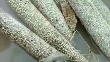 सीकर: जयपुर सीकर हाईवे पर स्थित कई गांवों में तेज बरसात से फसलें हुई बर्बाद