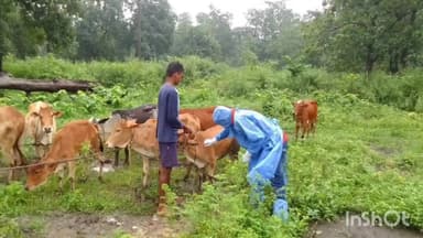 छिन्दगढ़: रोकेल में रोका छेका अभियान के तहत किया गया मवेशियों के टीकाकरण