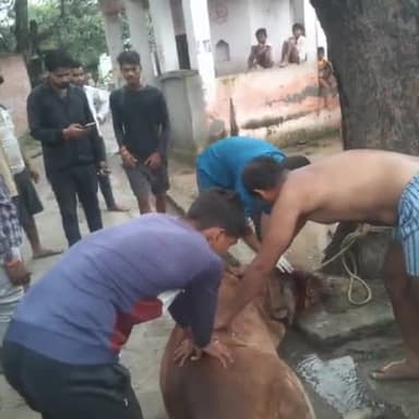 ग्राम पंचायत नौगांव नासिर नगर में 1962 गाड़ी के द्वारा ग्रामीणों ने कराया आवारा पशुओं का इलाज