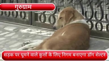 गुरुग्राम: सड़क पर घूमने वाले आवारा कुत्तों के लिए नगर निगम गुरुग्राम बनाएगा डॉग शेल्टर, निगम आयुक्त ने अधिकारियों को दिए आदेश