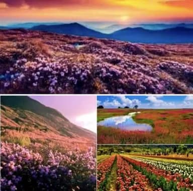 जुको घाटी प्रकृति की अद्भुत चित्रकार