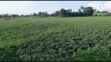 बकानी: भानपुरिया गांव में खेत पर रखवाली करने गए किसान की जहरीले कीड़े के काटने से हुई मौत