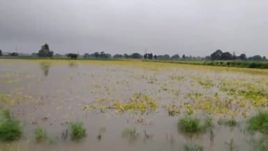 पिपलोदा: 24 घंटे से पिपलोदा क्षेत्र में रुक-रुककर हो रही बारिश से खेतों में भरा पानी, किसानों की फसल को हुआ नुकसान