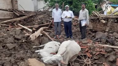 समुद्रपूर: ताडगाव येथे गोठा कोसळून ८ जनावरे ठार, २ लाख रुपयांचे नुकसान