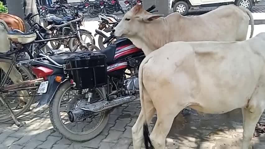#nagrikexpressnews  जखनिया तहसील में खुलेआम घूम रहे पशु #news #breakingnews #shorts #newsheadlines