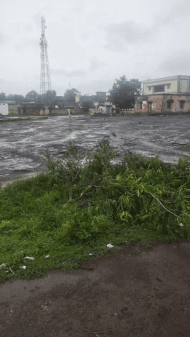 भगवानपुरा: #मॉनसून तेज हवा और पानी से पेड़ गिरने का सिलसिला जारी है