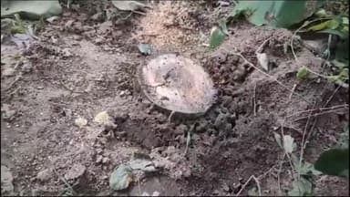 हसनपुर: ईसापुर शर्की के बस स्टैंड के निकट लकड़ी माफियाओं ने सागौन के 14 पेड़ काटे, वन विभाग की टीम जांच में जुटी