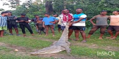 कोटा: खूंटाघाट बांध से भटक कर कटेलीपारा जंगल पहुंचा मगरमच्छ, वन विभाग और ग्रामीणों ने मगरमच्छ को दोबारा बांध में छोड़ा