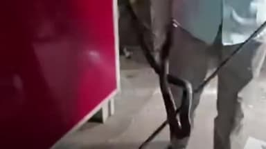 करनाल: करण लेक पोस्ट ऑफिस में निकला जहरीला कोबरा सांप, स्नेक मैन ने सांप का किया रेस्क्यू