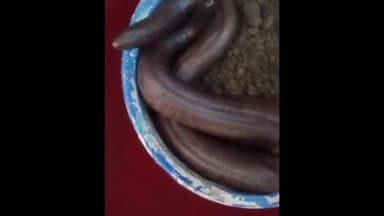 गोरखपुर: अंतरराष्ट्रीय स्तर पर वन्य जीव की तस्करी करने वाले गिरोह के 4 सदस्यों को गोरखपुर STF टीम ने बिछिया से किया गिरफ्तार