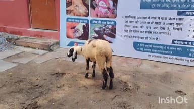 धौलपुर: पशुपालक विभाग के सभी चिकित्सक पशुपालन विभाग परिषद में मांगों को लेकर दूसरे दिन हड़ताल पर रहे