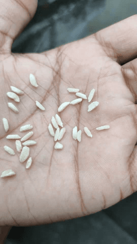 चावल नहीं बाल्की मौत है क्योंकि यह असली चावल नहीं है इसे मशीनों द्वारा बनाया गया है जो हमारे गांव के राशन मिलकर दिए जा