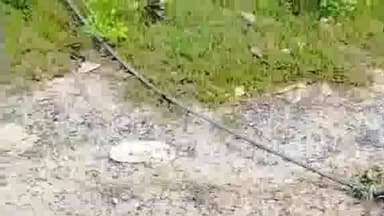 कस्बा: प्रखंड के गढ़बनैली नवोदय विद्यालय के समीप 33KV तार टूट जाने के कारण विद्युत आपूर्ति बाधित