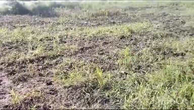 गुना: तिल्लीखेड़ा में दो बीघा खेत में लगाई गई उड़द की फसल उजाड़ने का लगाया आरोप, बजरंगगढ़ थाना में फरियादी ने की शिकायत