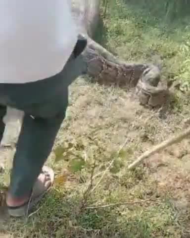 हसनपुर: पोरारा के जंगल में जंगली जानवर को निगलता दिखाई दिया अजगर सांप, वीडियो हुआ वायरल