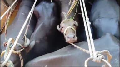 गोपालगंज: बलथरी चेक पोस्ट से पुलिस ने ट्रक में लदे 72 मवेशी को किया बरामद, तीन तस्कर को गिरफ्तार कर भेजा जेल