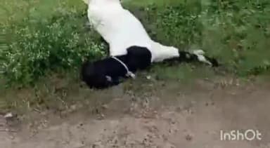 विदिशा नगर: वासादेही में बिजली का तार टूटने से खेत की तार फेंसिंग में फैला करंट, एक व्यक्ति और बकरियां झुलसी