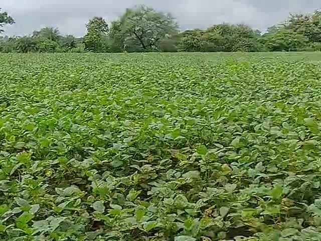 चिचोली: #किसने की समस्या जरूर सुनी जाए  सरकार में बैठे सदस्य हमारे माननीय कृषि मंत्री कमल पटेल सर