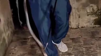 करनाल: आनंद विहार कॉलोनी के गली नंबर-4 में मकान के स्टोर में मिला कोबरा सांप, परिजनों में दहशत का माहौल