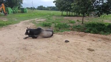 बलरामपुर समाचार जनता करे सवाल  छुटा जानवरों से मचा हाहाकार कैसे होगा किसानों की आमदनी दुगना बलरामपुर हरिहरगंज ललिया मार्ग का हाल सैकड़ो की संख्या में जानवर खेत से लेकर सड़क तक गहरी नींद में सो रहा जिला प्रशासन