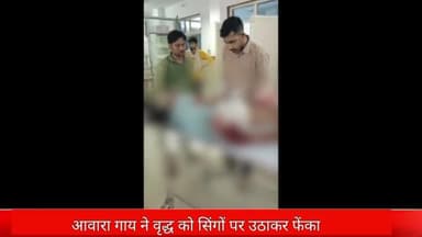 दतिया नगर: ग्राम केवलारी में आवारा गाय ने रास्ते से जा रहे वृद्ध को सींगों से उठाकर फेंका, वृद्ध गंभीर रूप से हुआ घायल