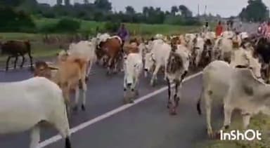 विदिशा नगर: जिले में NH-146 मणिपुर में एक अज्ञात भारी वाहन ने 3 गायों को कुचला, तीनों गायों की हुई मौत