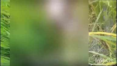 चौरीचौरा: गौनर में पांच दिन पूर्व लापता बुर्जुग का खेत में मिला शव, पुलिस ने पोस्टमार्टम के लिए भेजा शव