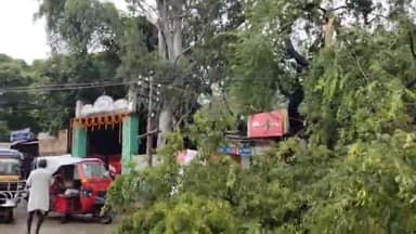 बरबीघा: तेज बारिश और आंधी के कारण बरबीघा नगर क्षेत्र के प्लस टू उच्च विद्यालय के पास गिरा पेड़,बिजली व्यवस्था हुई बाधित