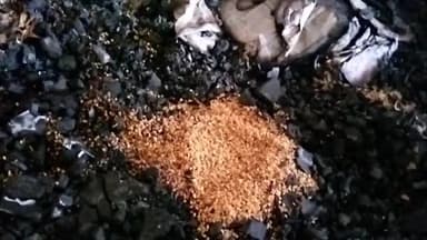 यूपी बलरामपुर के मथुरा बाजार में हैदर हुसैन पुत्र मुशरीफ के किराना दुकान में आग लगने से 25हजार नकदी समेत दुकान में रखा स