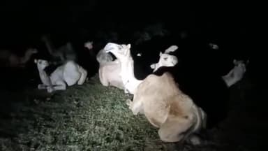 शाहबाद: घडावली नदी के पास ऊंटों को क्रूरता पूर्वक क्रेन से वाहन में भरने का मामला आया सामने, ग्रामीणों को देखकर आरोपी हुए फरार