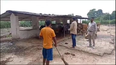 बस्ती: पशुओं में फैल रही लंपी बीमारी को लेकर उजीयनपुर स्थित गौशाला का पशु चिकित्साधिकारी ने किया निरीक्षण