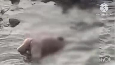 पीपलदा: ढिबरी कालीसिंध नदी में मिला एक व्यक्ति का शव फैली सनसनी SDRF की टीम ने निकाला बाहर हुई शिनाख्त इटावा पुलिस जांच में जुटी