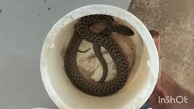 औरैया: दिबियापुर के फाटक रोड निवासी युवक को सर्प ने काटा,जिंदा सर्प को डिब्बे में लेकर अस्पताल पहुंचा युवक मचा हड़कंप