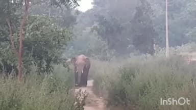 डौण्डी: बालोद से दल्ली रेंज में पहुंचा दंतैल हाथी , आमाबाहरा में रौंद डाली फसल , वन विभाग ने जारी किया अलर्ट