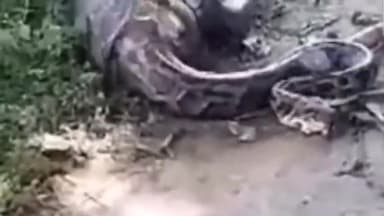 सिधाव: वाल्मीकि नगर टाइगर रिजर्व के संतपुर स्थित घोटवा टोला गांव में किसान के बकरी को अजगर सांप ने बनाया निवाला