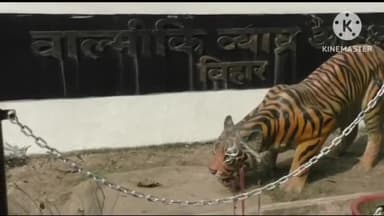 बगहा: बगहा में 15 अक्टूबर को खुलेगा वाल्मिकी टाइगर रिजर्व तैयारियों में जुटा विभाग