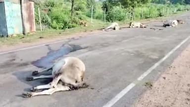 अजयगढ़: तेज रफ्तार का कहर, अजयगढ बांदा नेशनल हाइवे में अज्ञात वाहन ने 6 गायों को कुचला
4 की मौत दो घायल