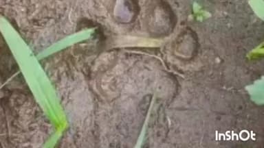 पनवेल: दिघाटी, चिरनेर जंगलात बिबट्याचा संचार, नागरिकांनी घाबरून न जाता सावधगिरी बाळगण्याचे वनक्षेत्रपालांनी लावले सूचनाफलक